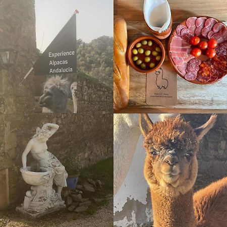 Apartament Experience Alpacas In Andalucia Kordoba Zewnętrze zdjęcie