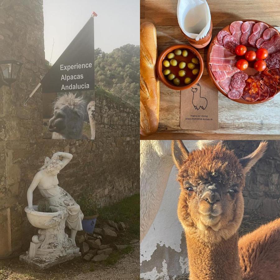 Apartament Experience Alpacas In Andalucia Kordoba Zewnętrze zdjęcie