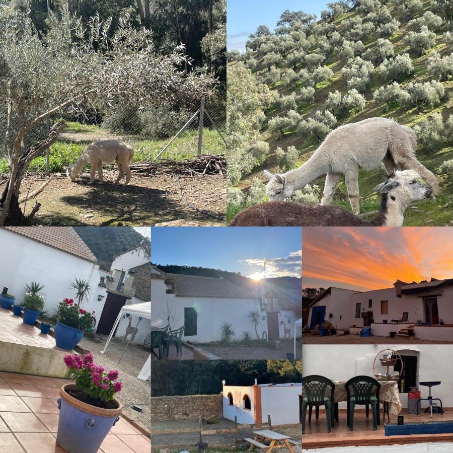 Apartament Experience Alpacas In Andalucia Kordoba Zewnętrze zdjęcie