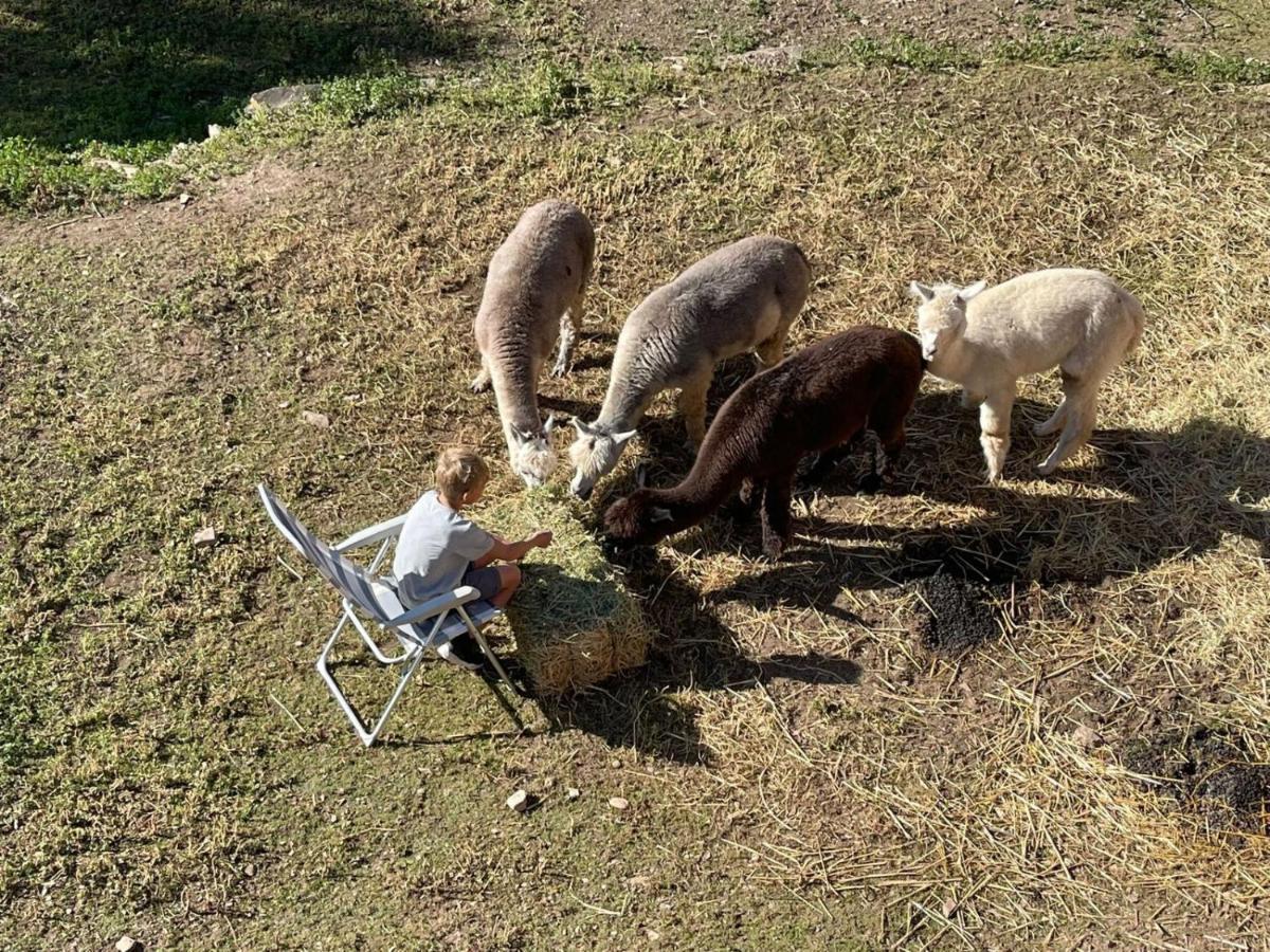 Apartament Experience Alpacas In Andalucia Kordoba Zewnętrze zdjęcie