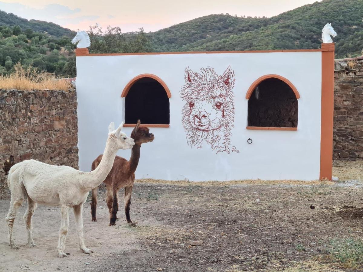 Apartament Experience Alpacas In Andalucia Kordoba Zewnętrze zdjęcie