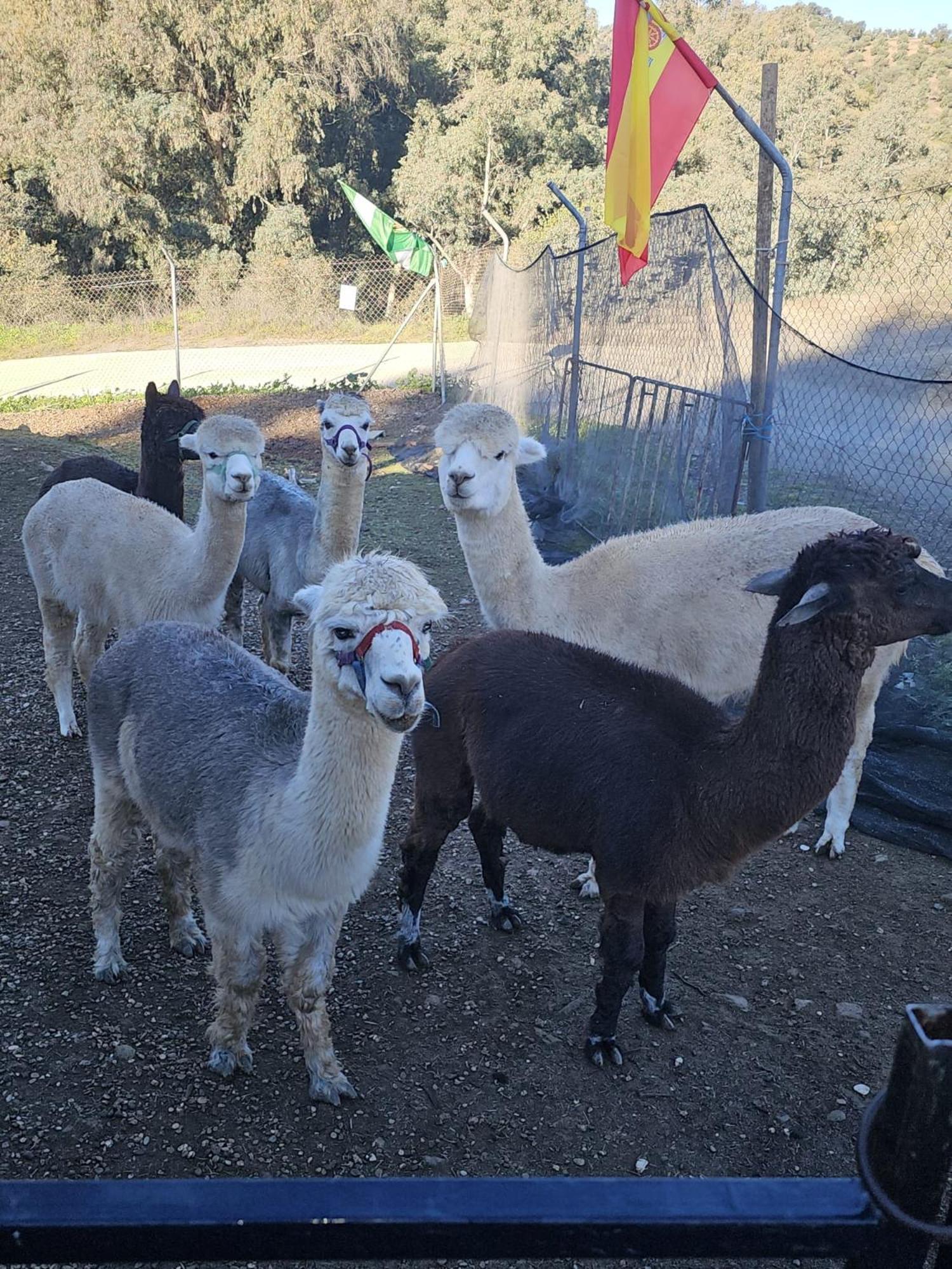 Apartament Experience Alpacas In Andalucia Kordoba Pokój zdjęcie